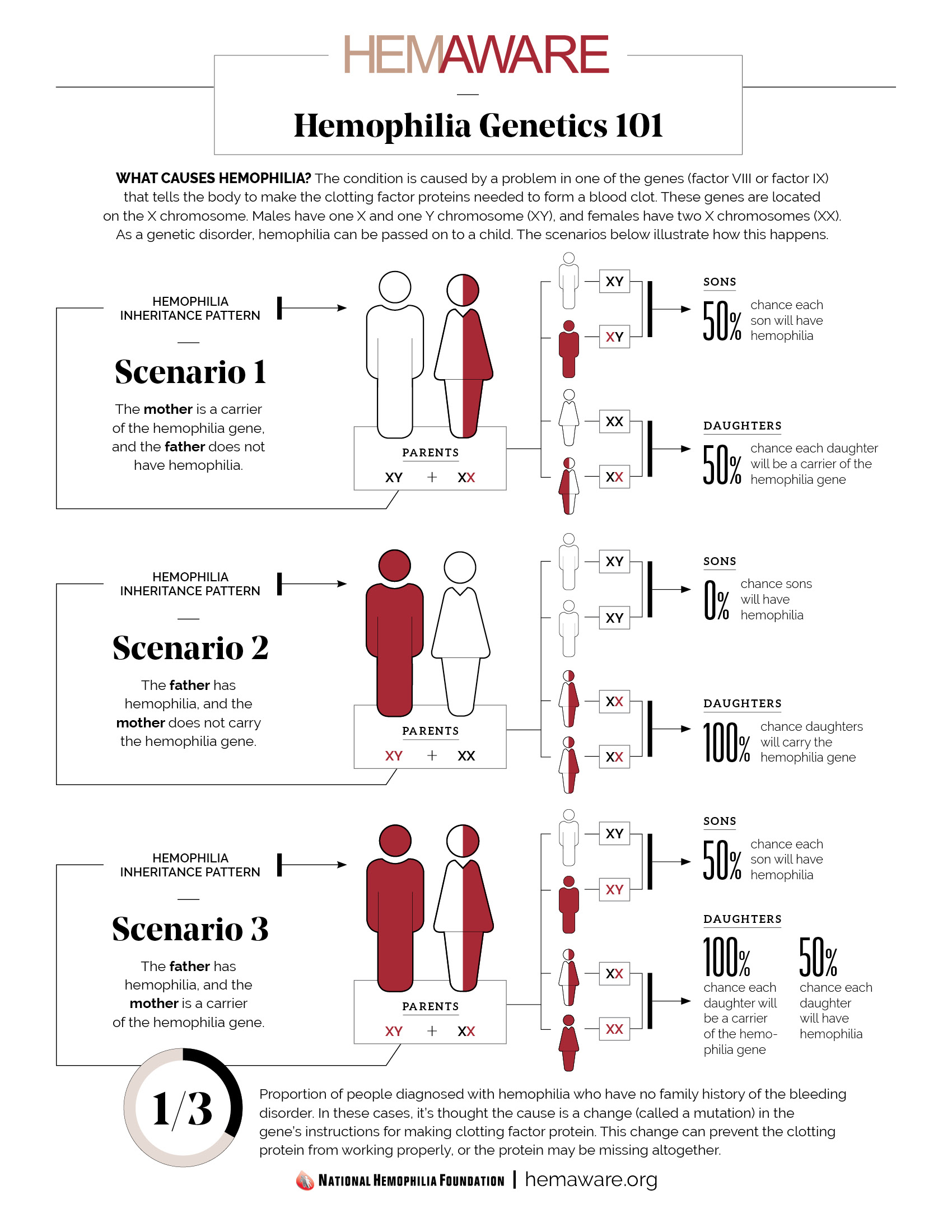 Infographic Hemophilia Genetics