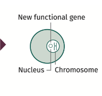 New functional gene