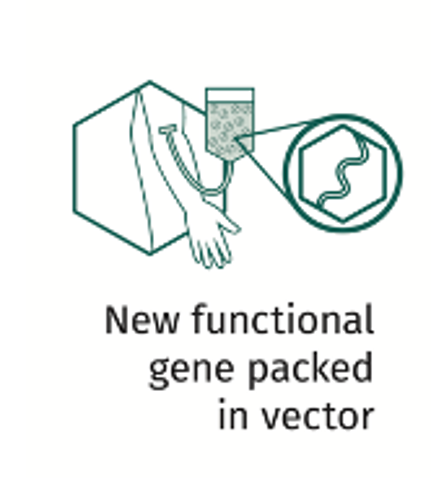 New functional gene packed in vector
