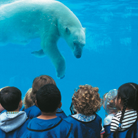 children watching polar bear swim underwater