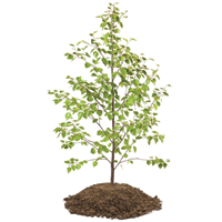 tree sapling in dirt