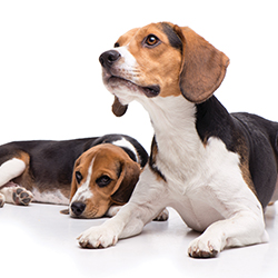 FVII Gene Therapy Trial in Dogs; New FIX and HCV Drugs | HemAware