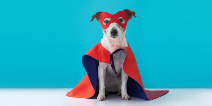Picture of a dog in a superhero costume.