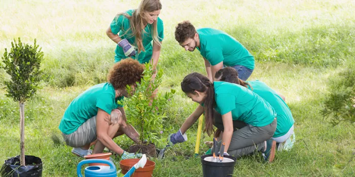 Groups planting a tree