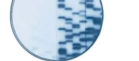 genotyping for hemophilia